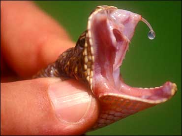 snake venom trap song download
