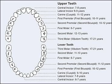 teeth lose when