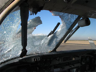 bird plane wildlife strike collisions record near birdstrike strikes cull planes lead call birds airsafe