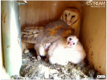 Owl Cam A Hoot Online Cbs News