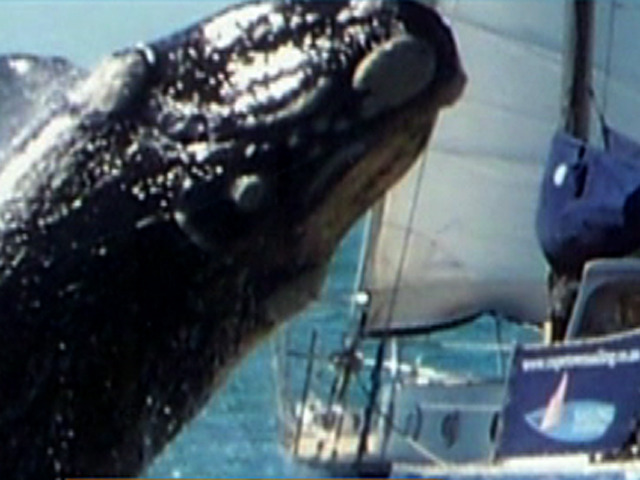 whale jumps on sailboat