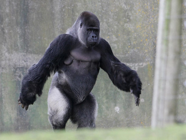 angry gorilla walk