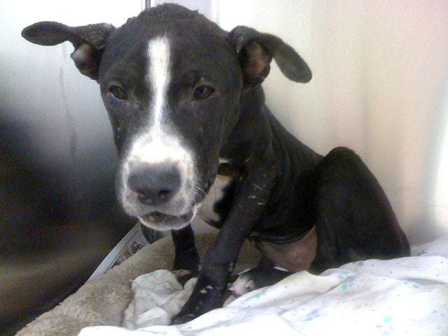 Pit Bull Puppy Used As Bait In Dog Fighting Ring Cbs News Pit Bull Puppy Used As Bait In Dog