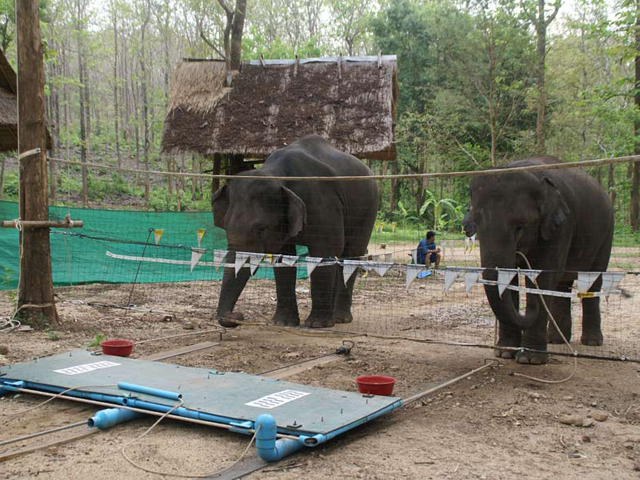 Elephants Know When To Lend Helping Trunk Cbs News