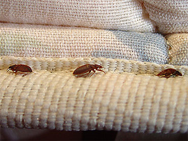Beware bed bugs extermination scams - CBS News