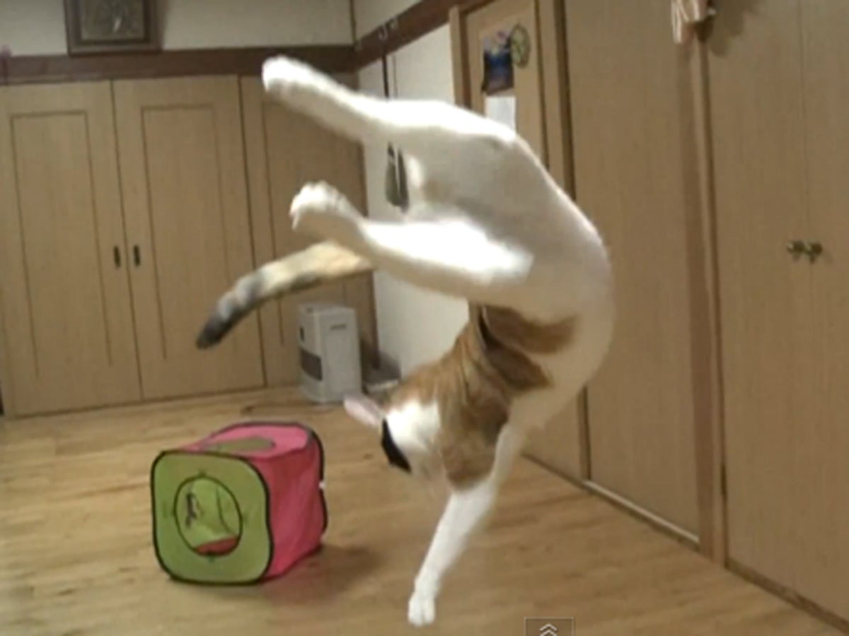 Cats jumping into the air in slowmotion CBS News