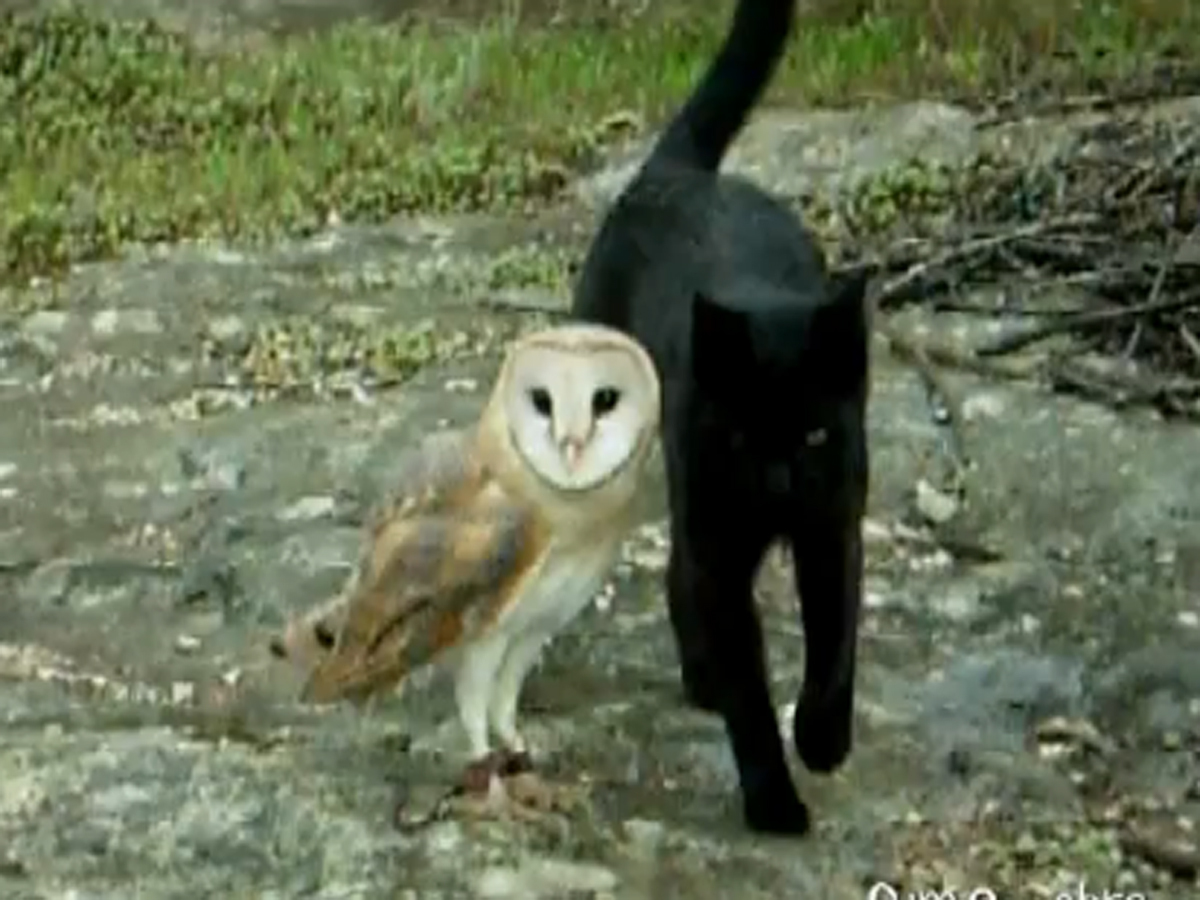 Adorable Black Cat And Barn Owl Playing Together Cbs News