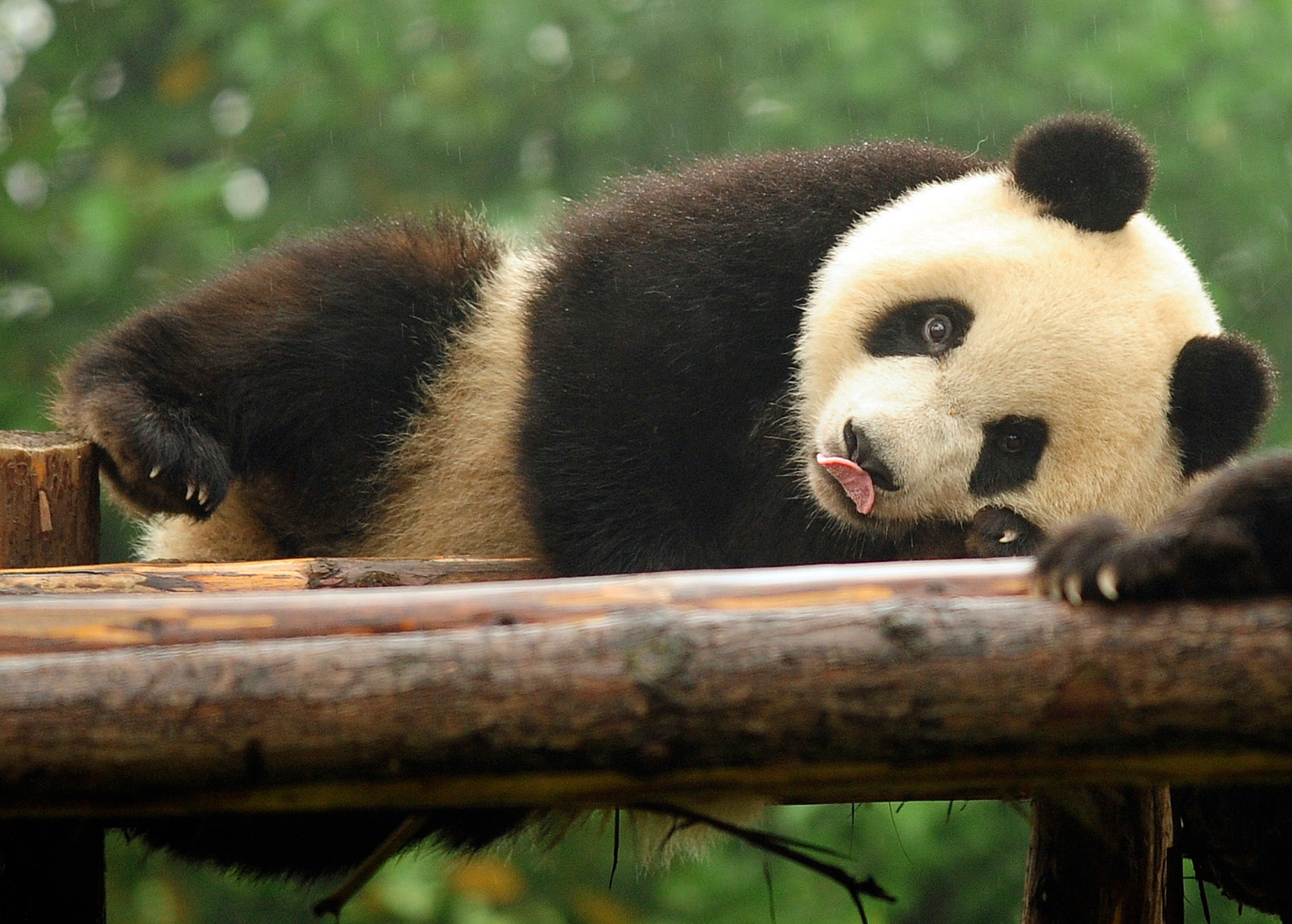 Pandas having