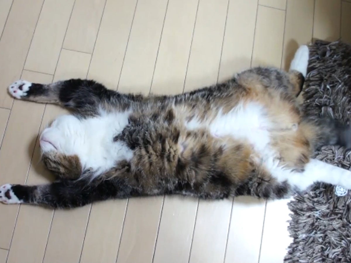 pics Exhausted Cat Picture maru the cat is exhausted and feeling
