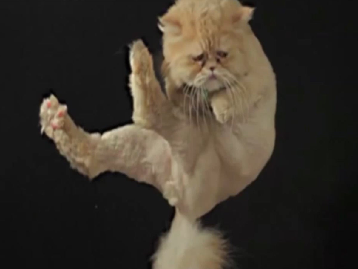 Cat toss champion is ready for the 2012 Olympics CBS News