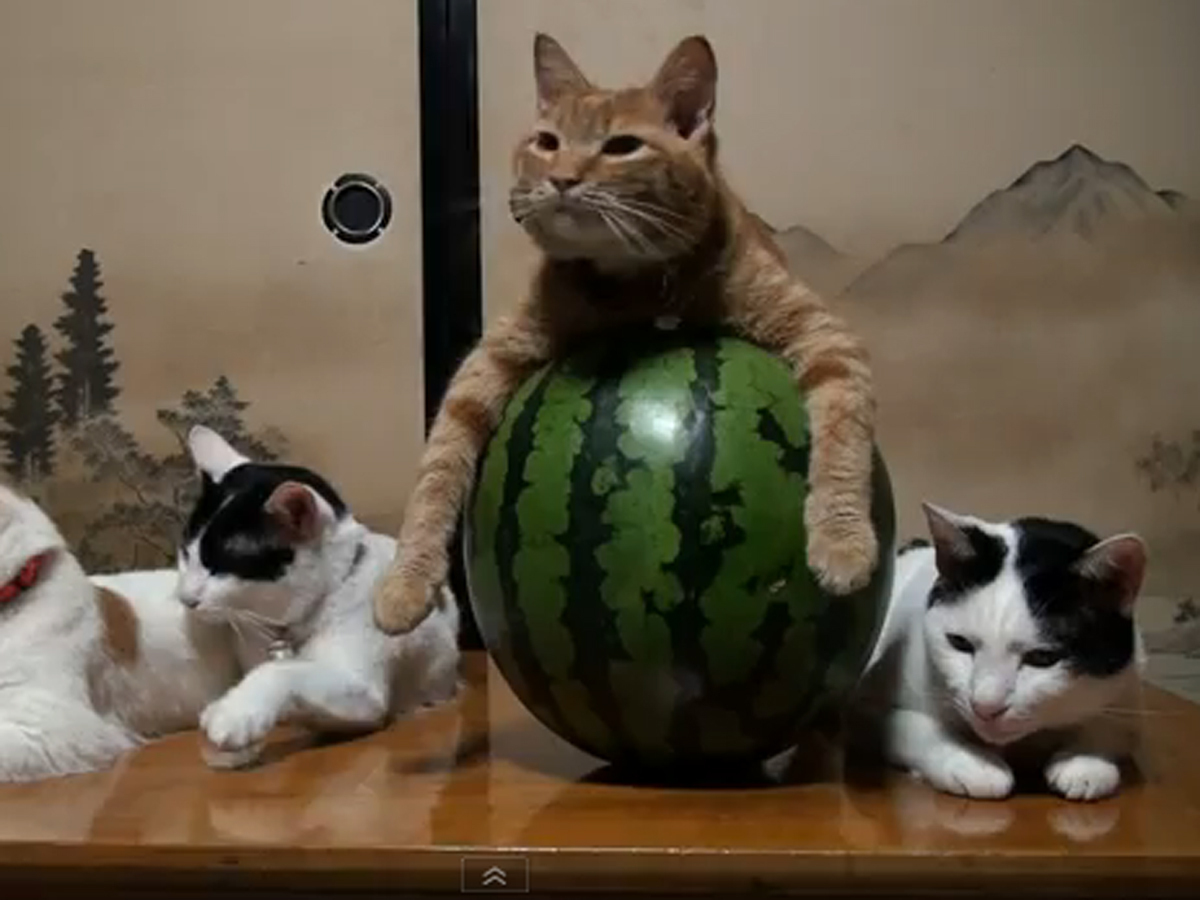 watermelon klepto cat