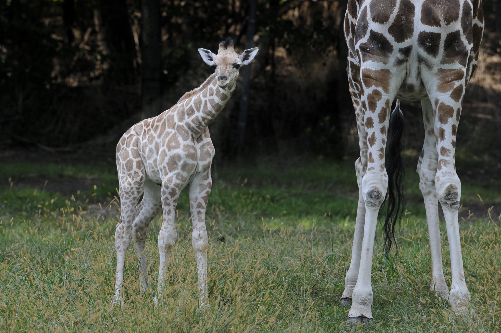 Baby giraffe at Bronx Zoo 
