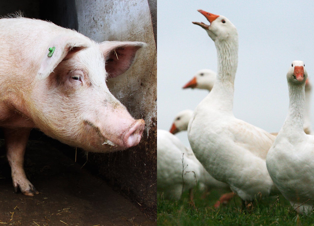 "Kosher pork" (aka goose) OK'd in Israel CBS News