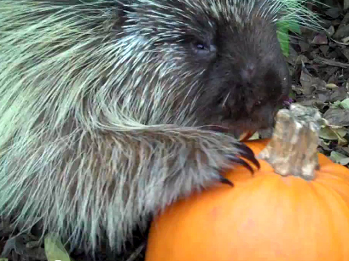 Adorable Talking Porcupine Named Teddy Bear Eating A Pumpkin Cbs News