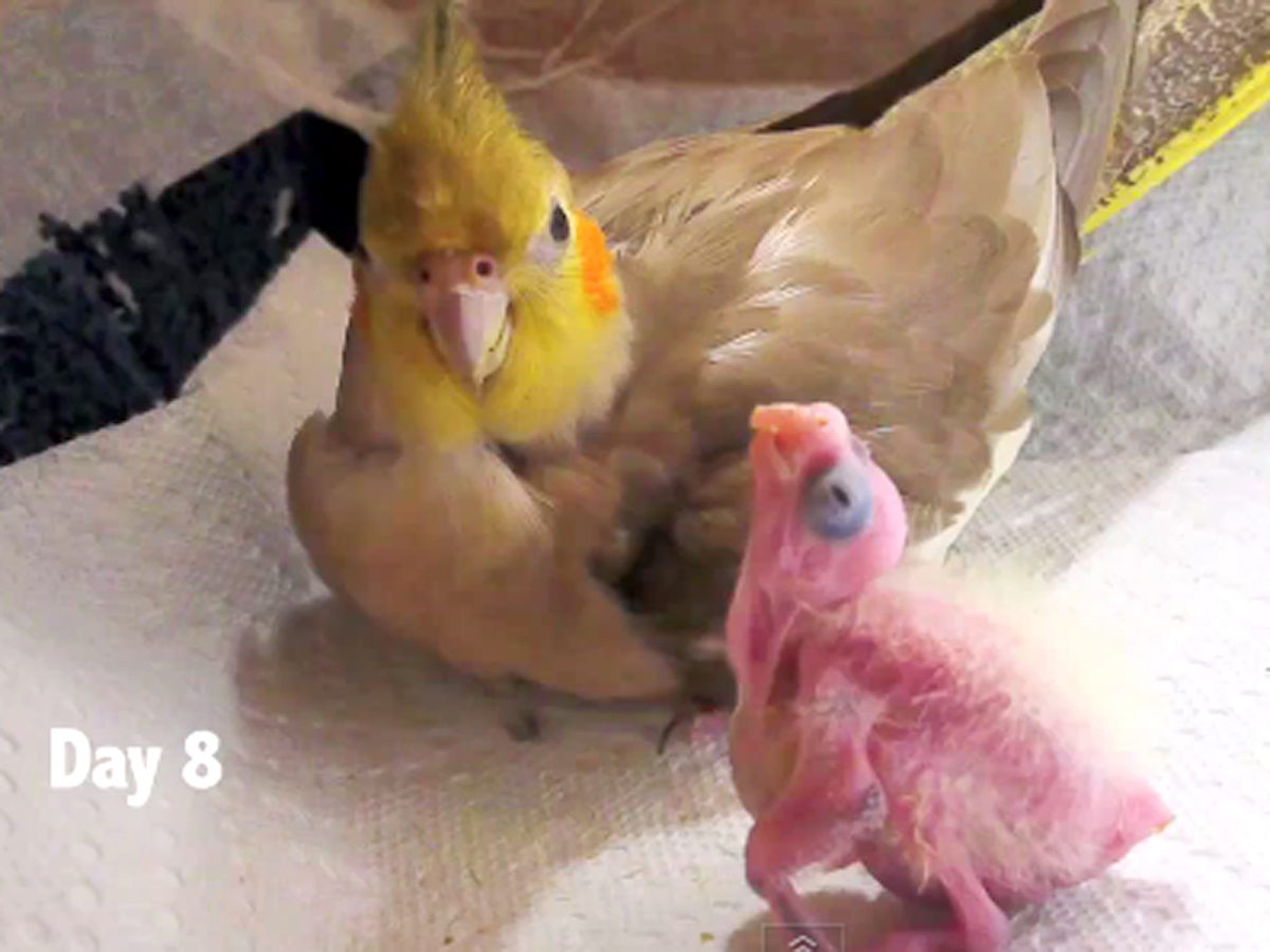 Slick Video Shows The First 30 Days Of Life For Some Baby Cockatiels Cbs News,Bathroom Countertops Lowes