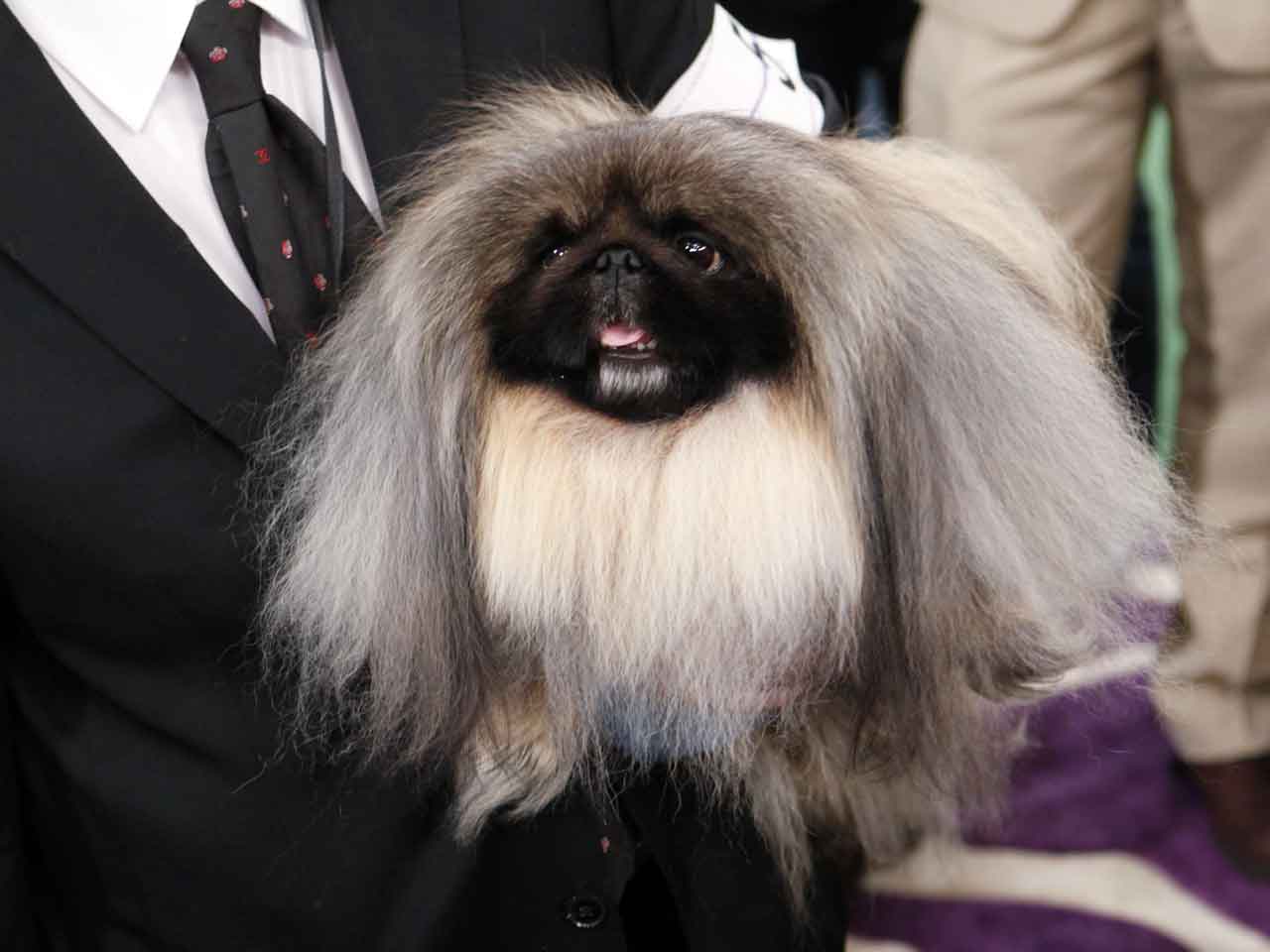 Malachy, a Pekingese, wins Westminster dog show CBS News