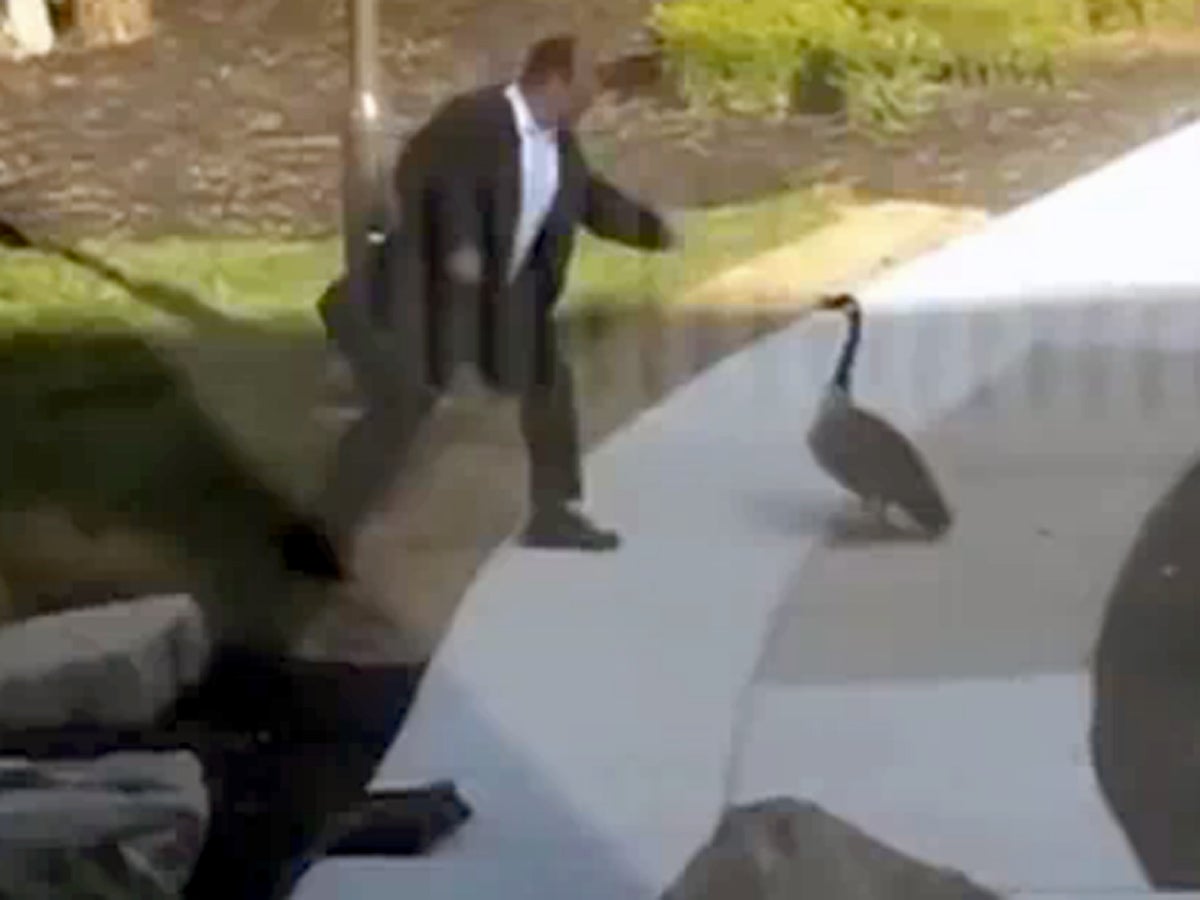 Man can't seem to catch a break with a wild goose attack CBS News