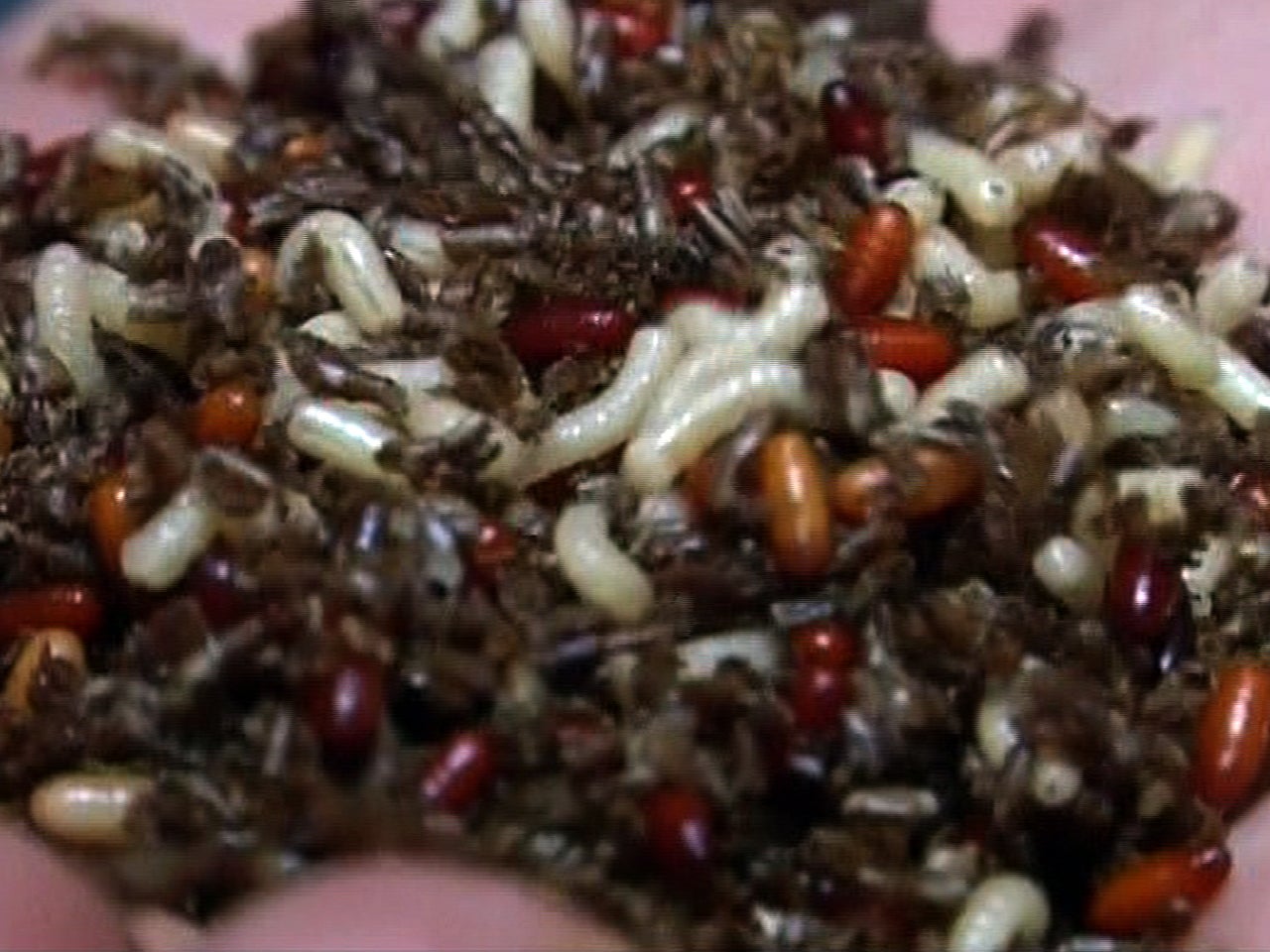 Burn victim identified by DNA in maggots CBS News