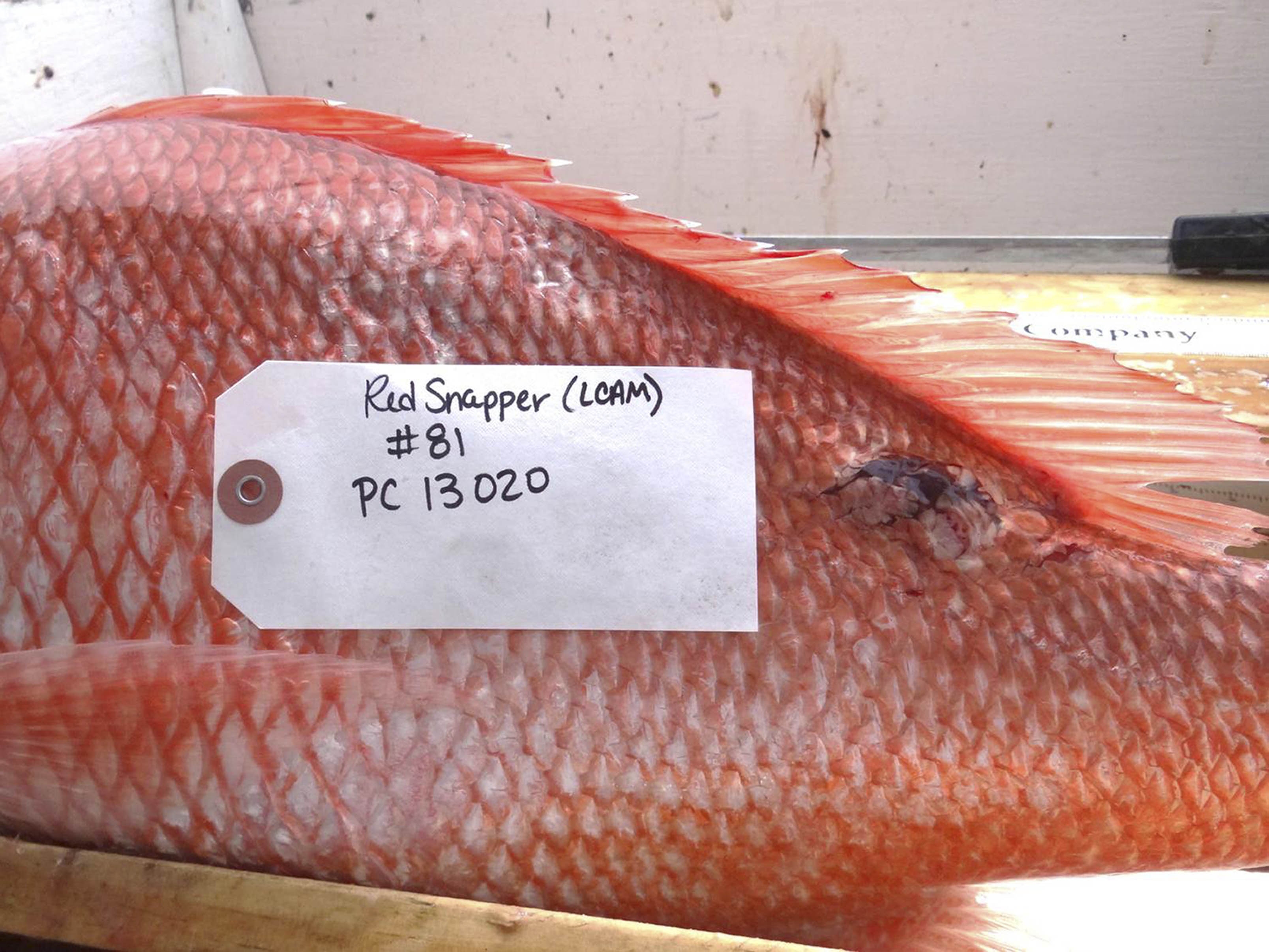 Sick, deformed fish spotted after BP Gulf of Mexico oil