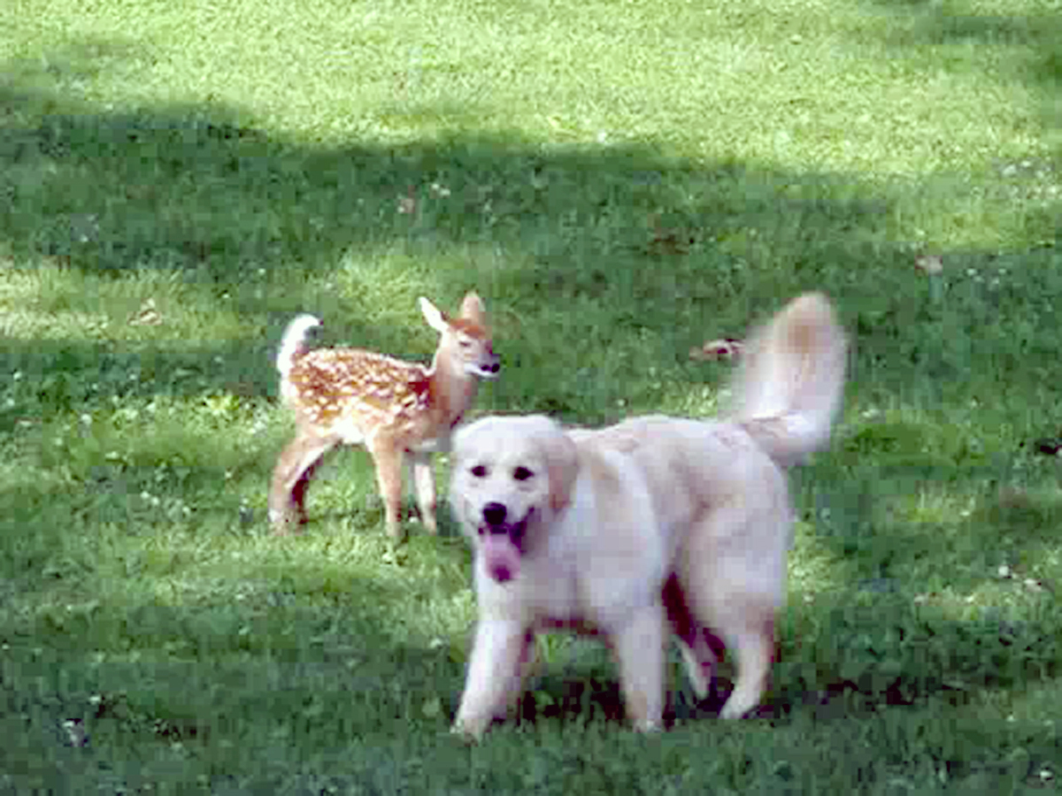 Golden Retriever And Newborn Fawn Playing Together Cbs News 