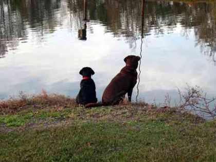 Dogs Looking Into Water 