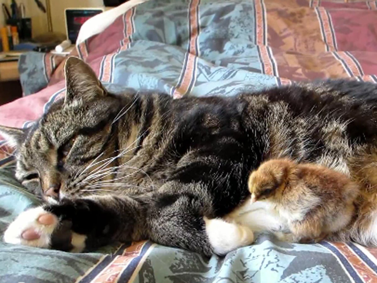 Baby chick bosses around a cat who doesnu0027t care - CBS News