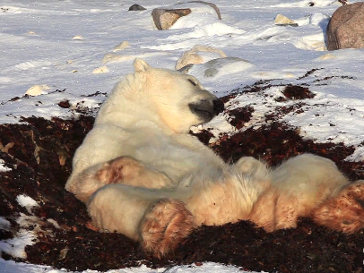Lazy Polar Bear Kicks Off Memorial Day Weekend Early Cbs News
