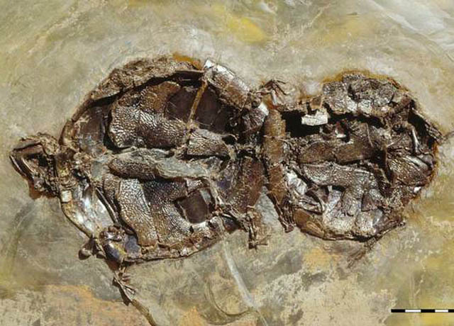 Coitus Interruptus Ancient Turtle Sex Fossilized Cbs News 
