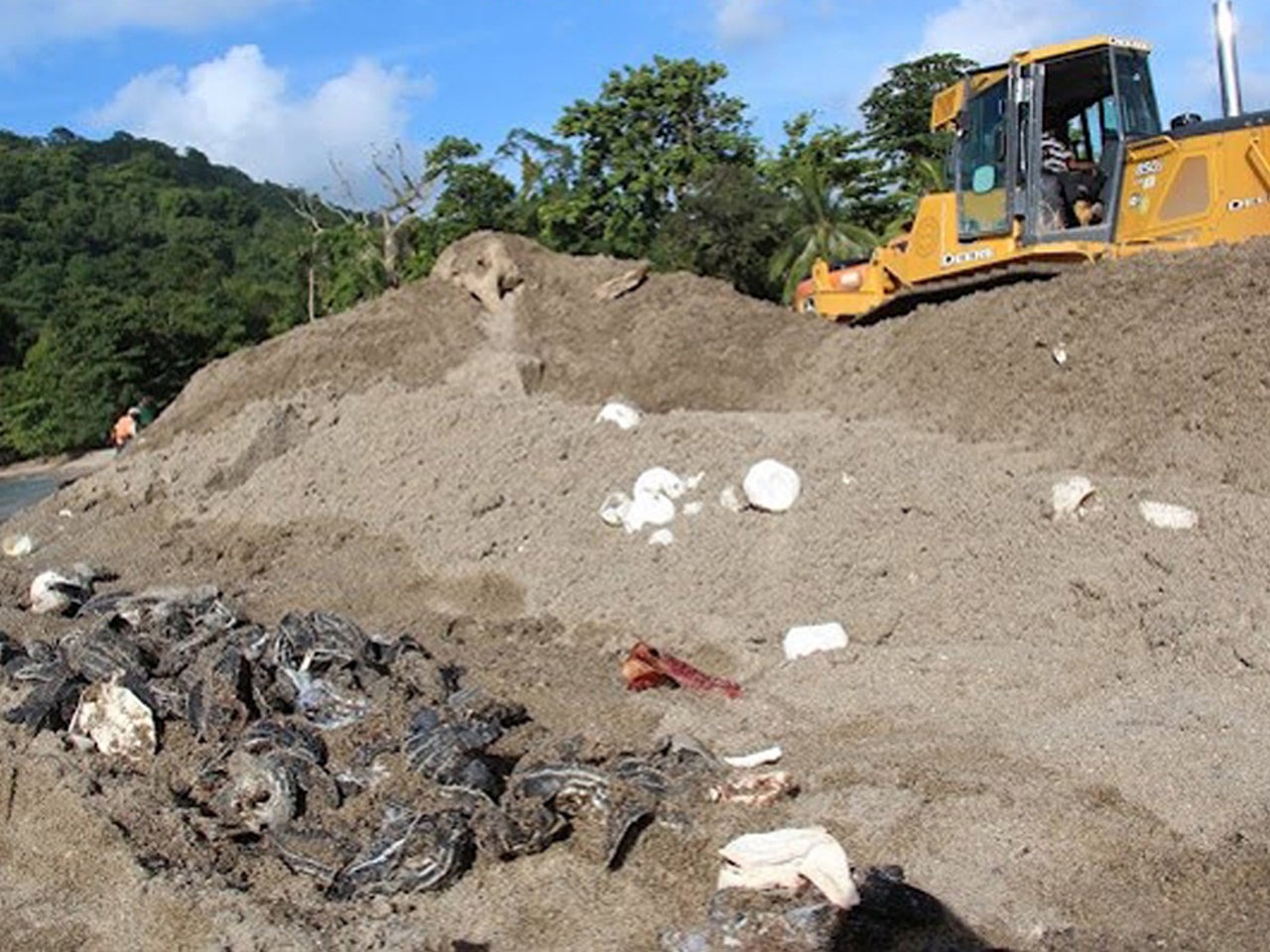 Activists demand probe, say endangered leatherback turtle eggs crushed