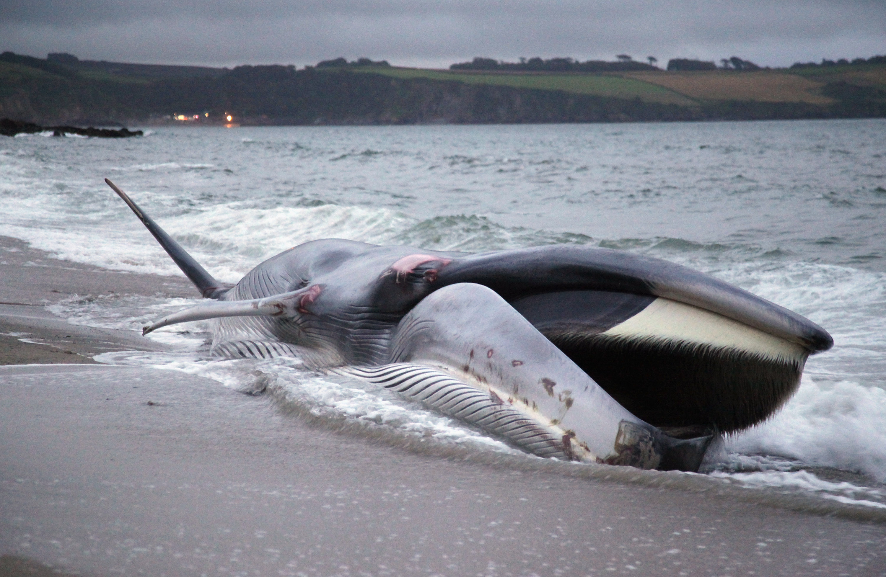 кит выброшенный на берег