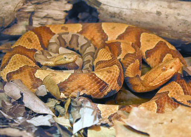 Snakebites Are On The Rise And These States Are The Riskiest Cbs News