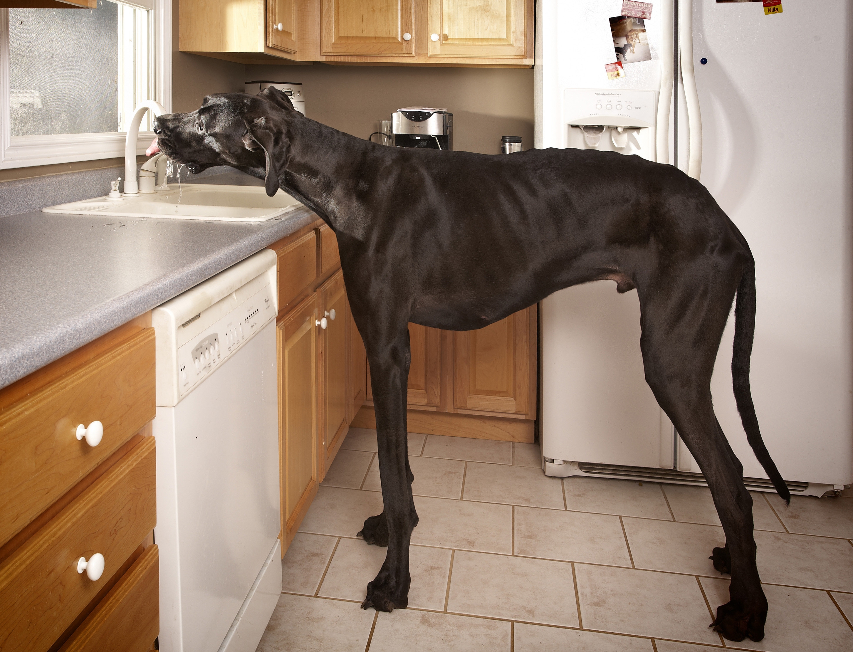 Michigan Great Dane named world's tallest dog - CBS News