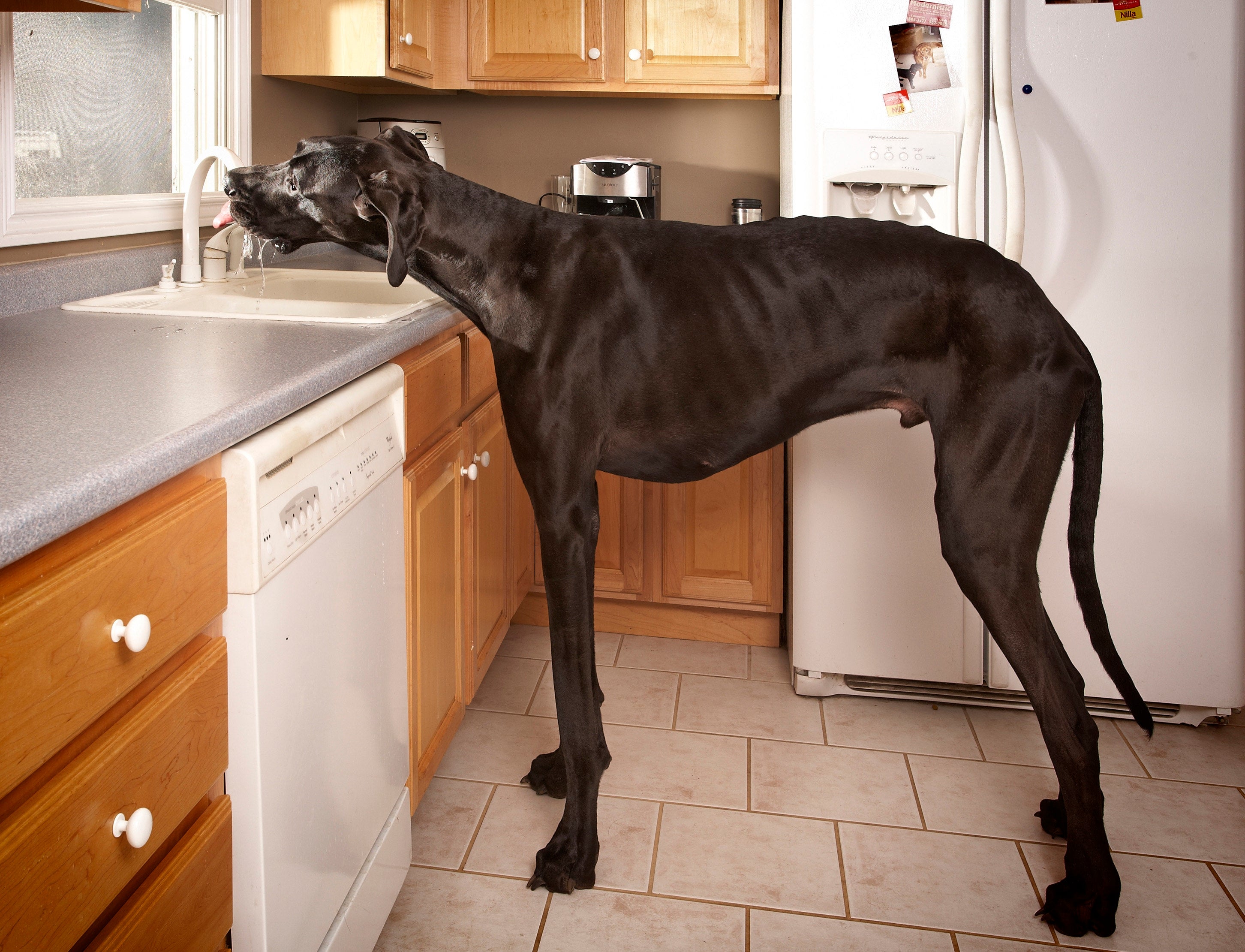 Michigan Great Dane Named World s Tallest Dog CBS News