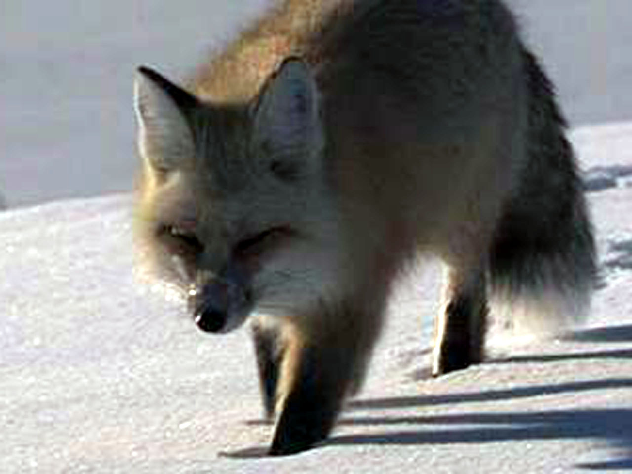 Adopt A Pet Fox For Science S Sake Cbs News,Rudbeckia Subtomentosa