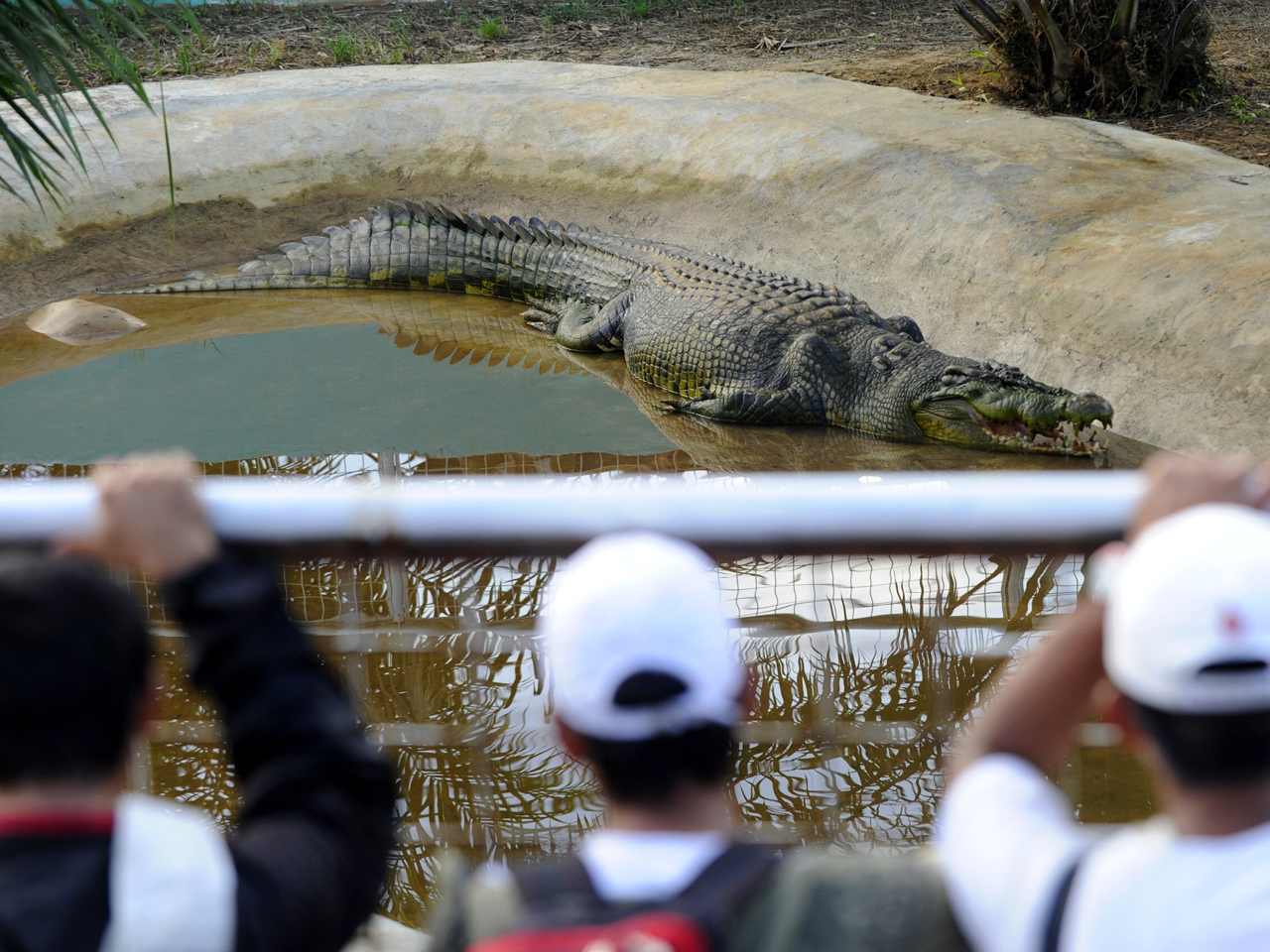 Lolong The World S Largest Captive Crocodile Dies In The Philippines Cbs News