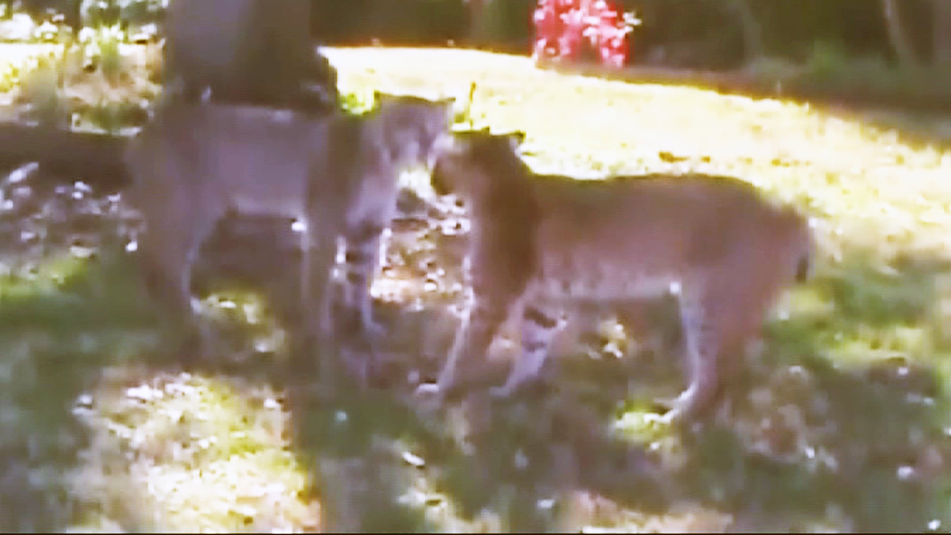 Dueling bobcats caught on camera in Texas CBS News