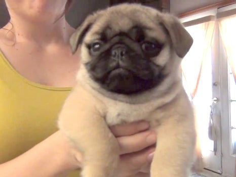 bichon frise x miniature poodle