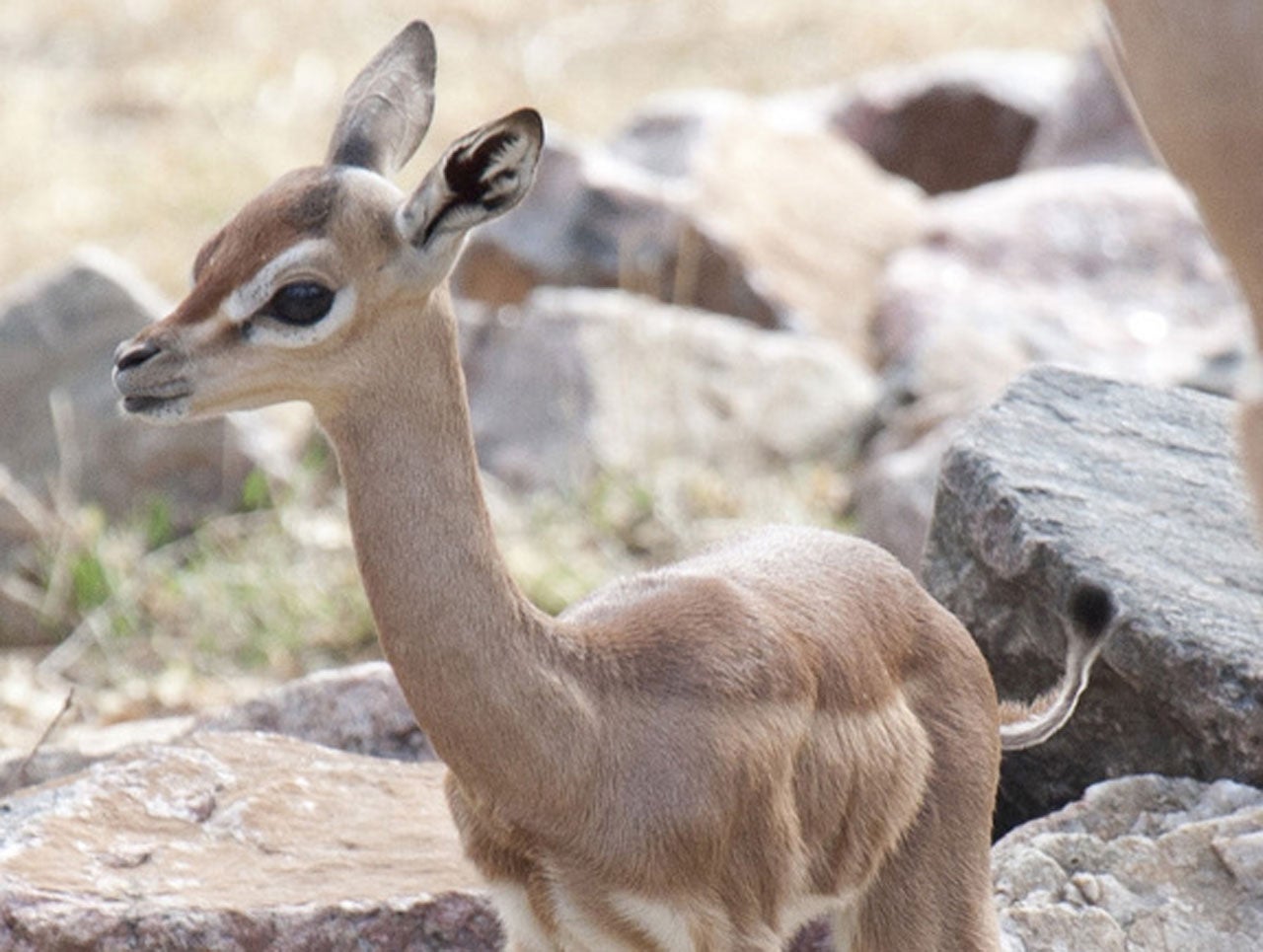 Gangly gerenuk born at Denver zoo CBS News