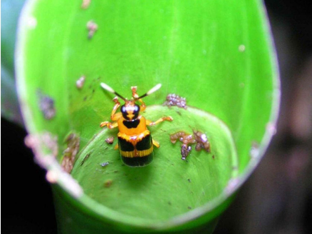 Researchers use DNA to explain plantinsect interactions CBS News