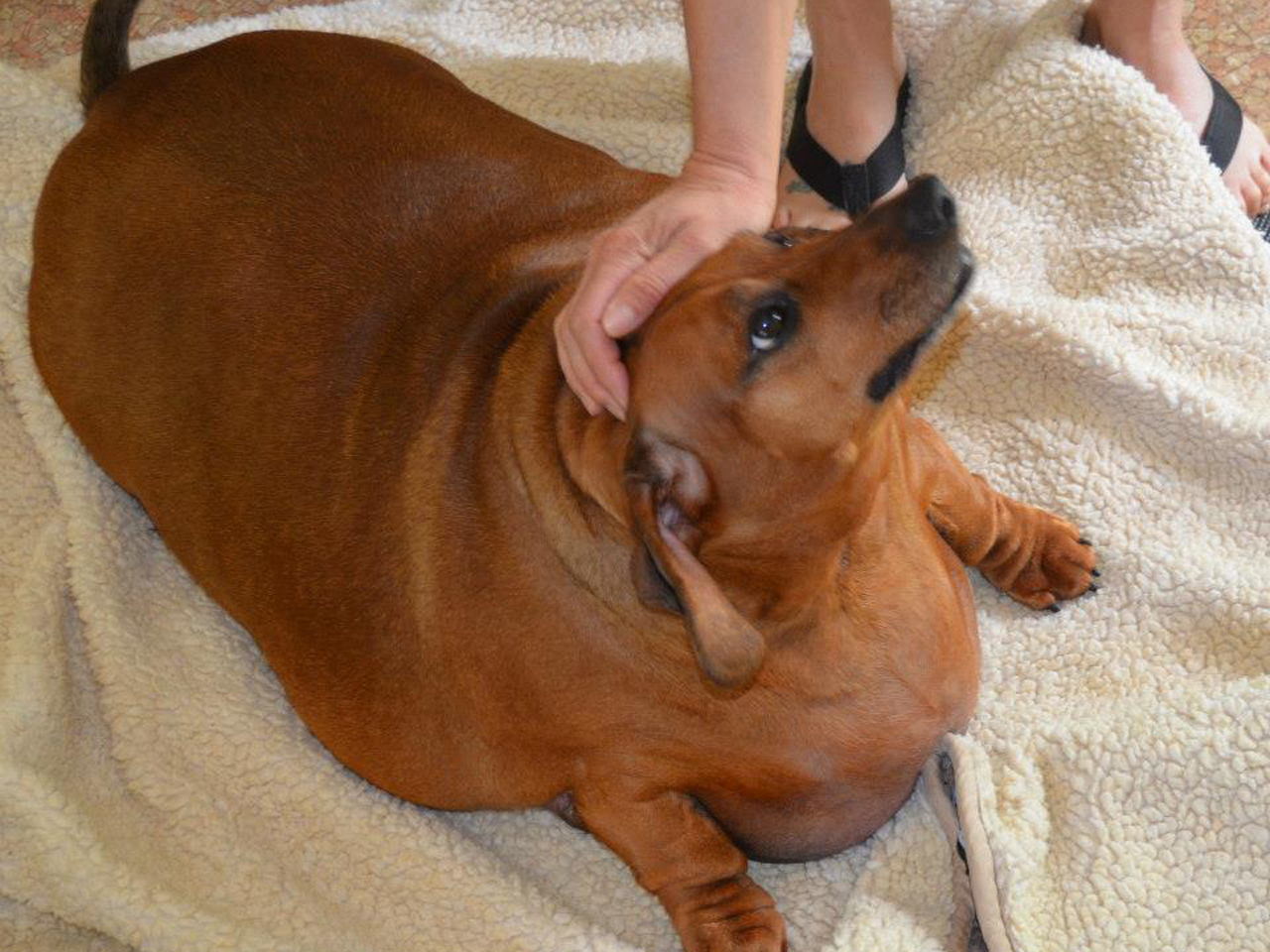 77 pound wiener dog