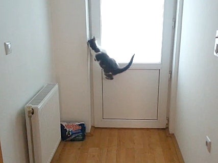 cat opens door