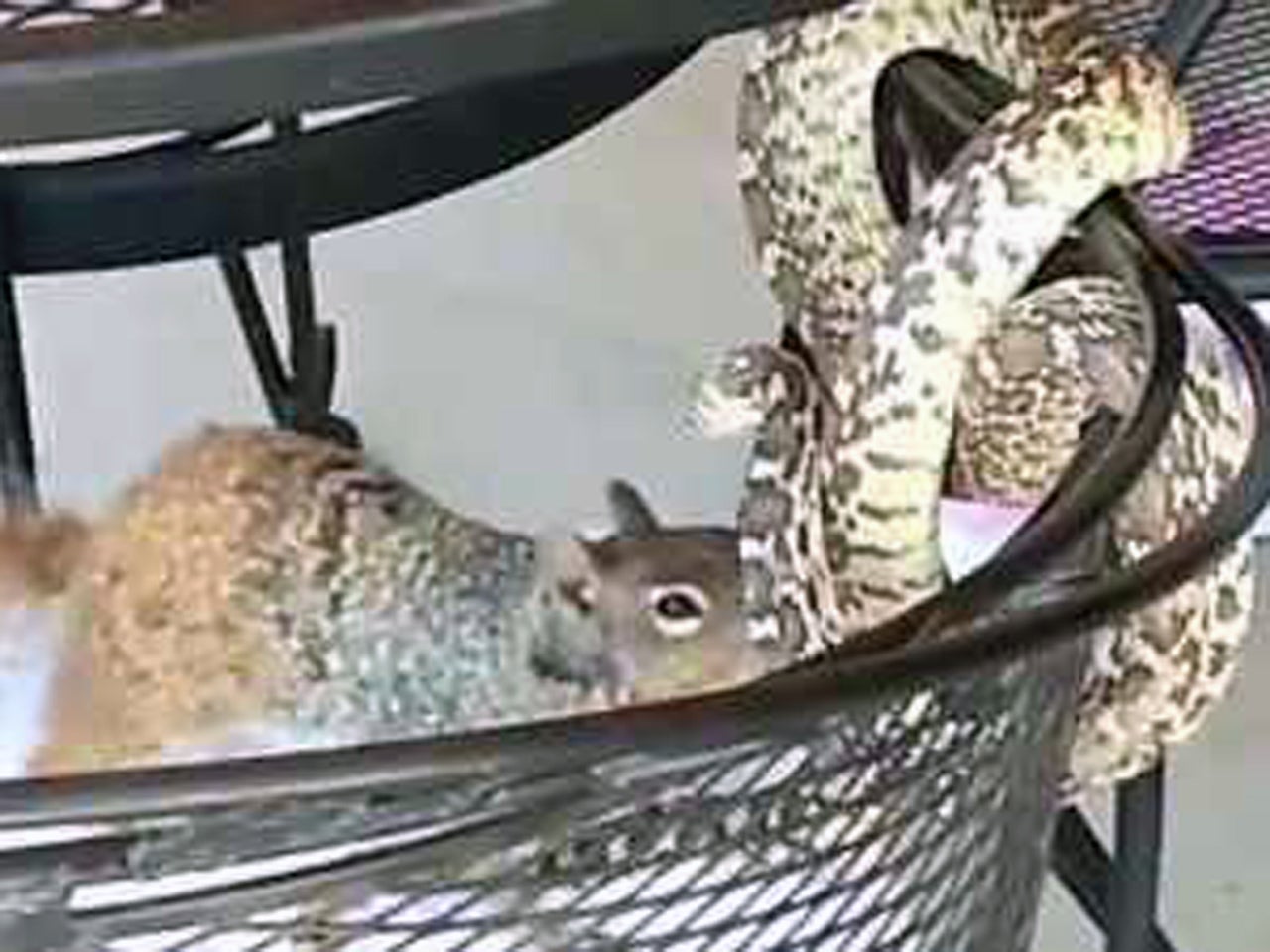 Ariz. squirrel gives snake a beating in backyard brawl - CBS News