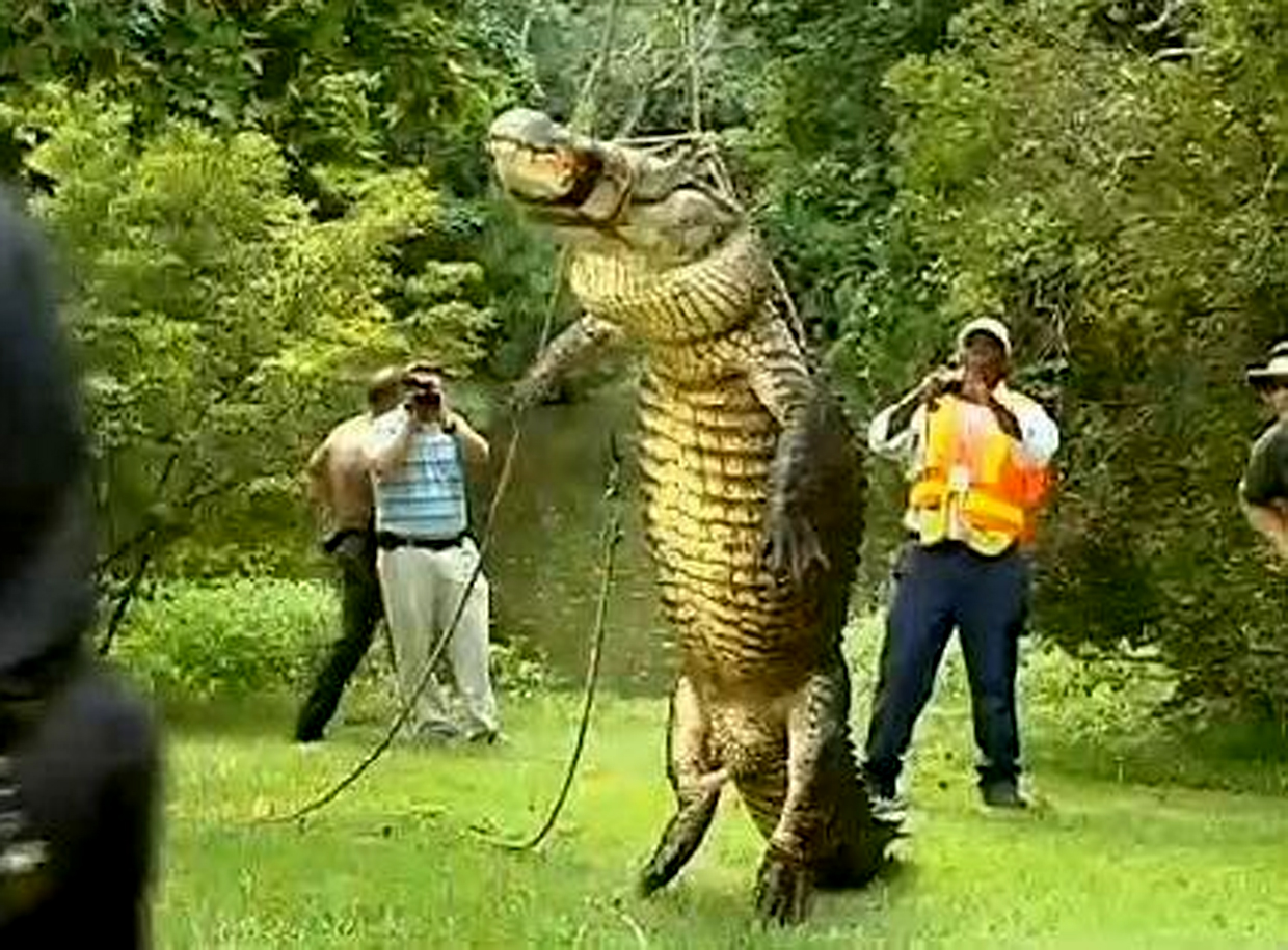 N.C. officers kill alligator after it eats 80pound dog  CBS News