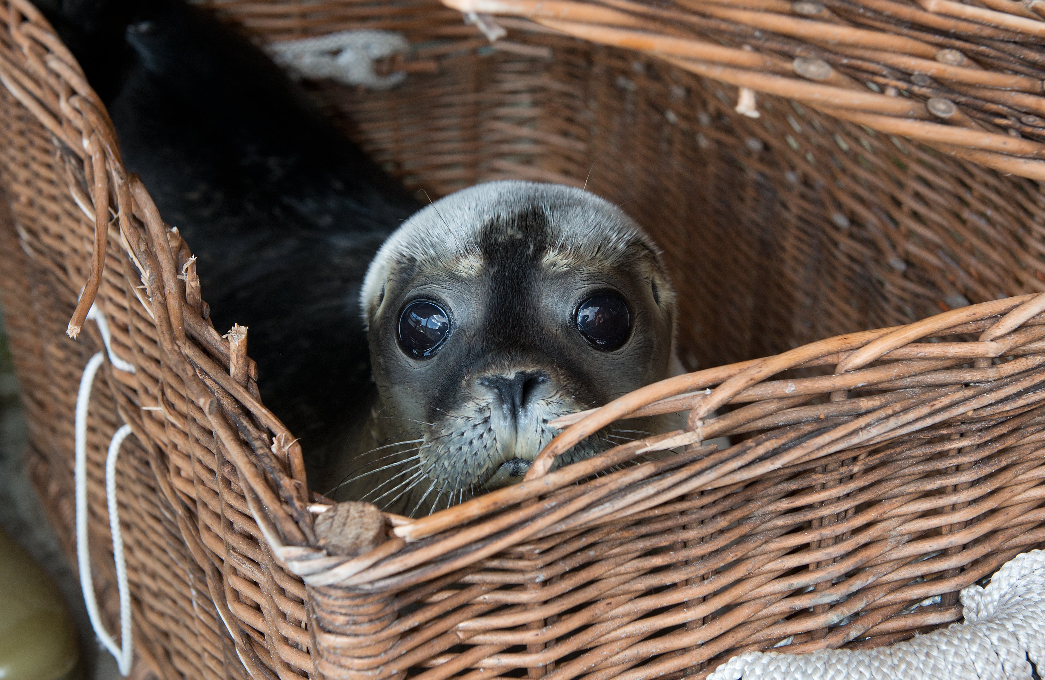 Abandoned seals returned to wild Photo 1 Pictures CBS News