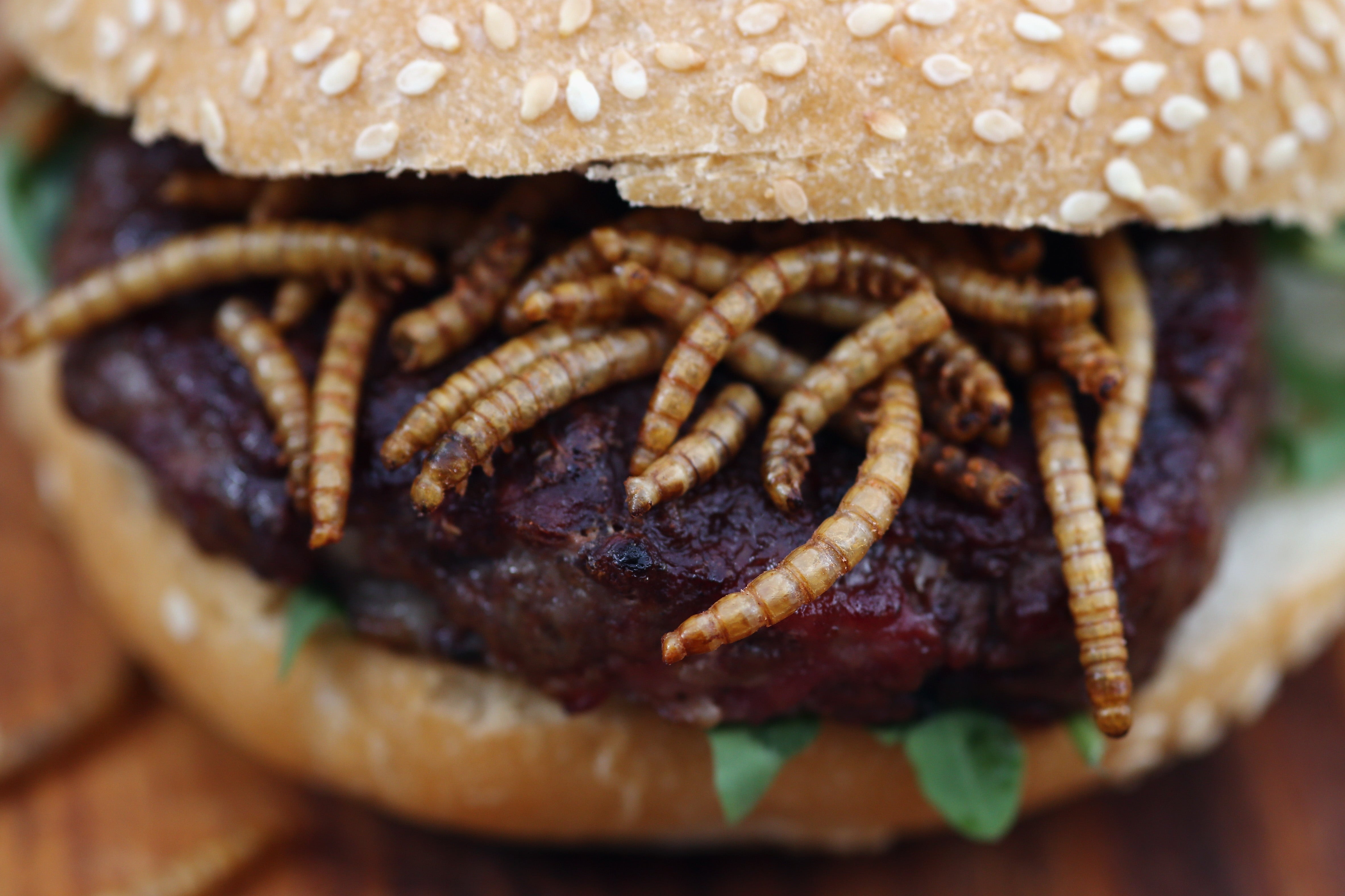 BBQ mealworms and pigeon burgers on menu in UK Photo 9 Pictures