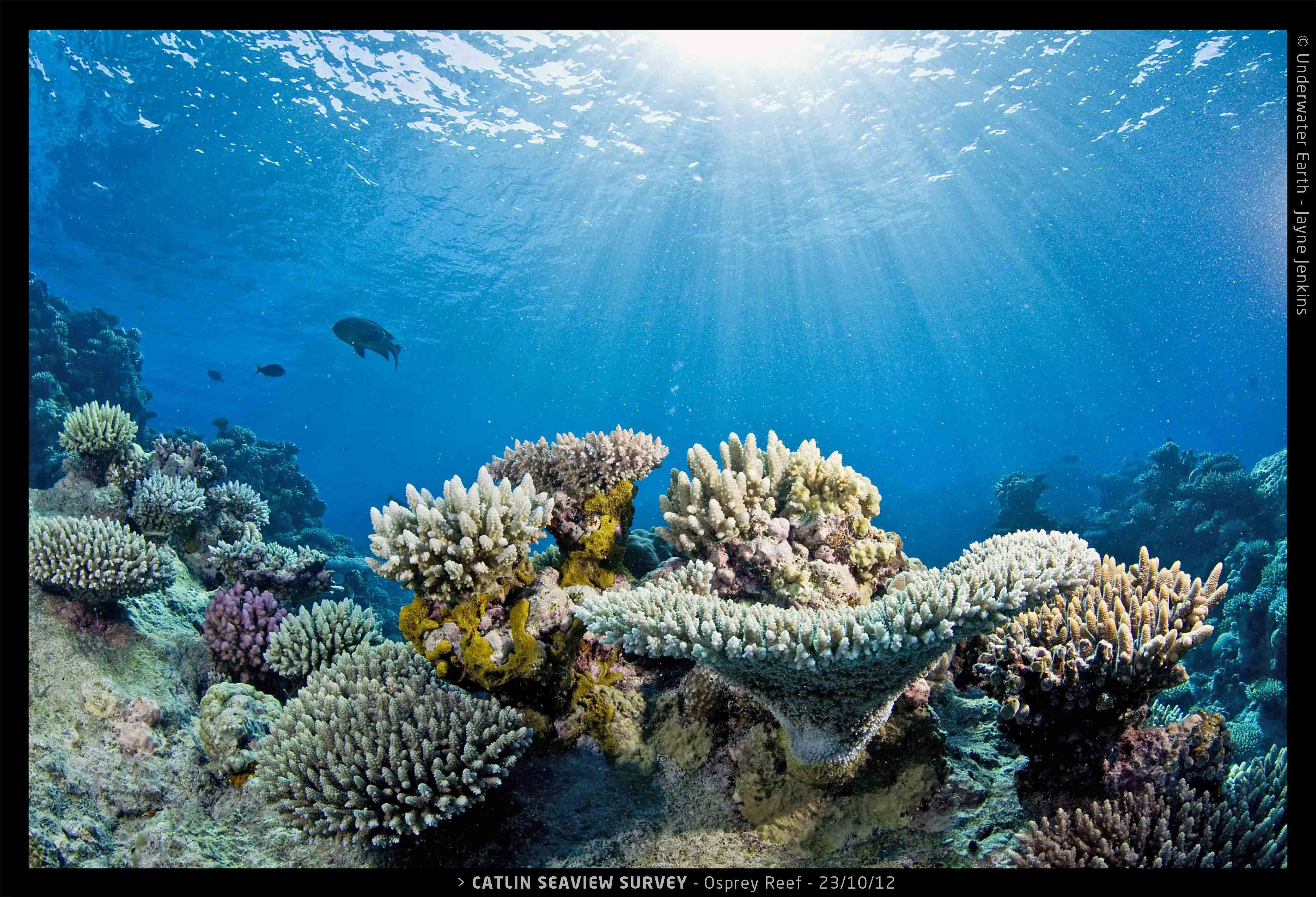 Самое большое скопление островов в мировом океане. Коралловые рифы Тихого океана. Мировой океан рифы. Большой Барьерный риф. Коралловые рифы Карибского моря.