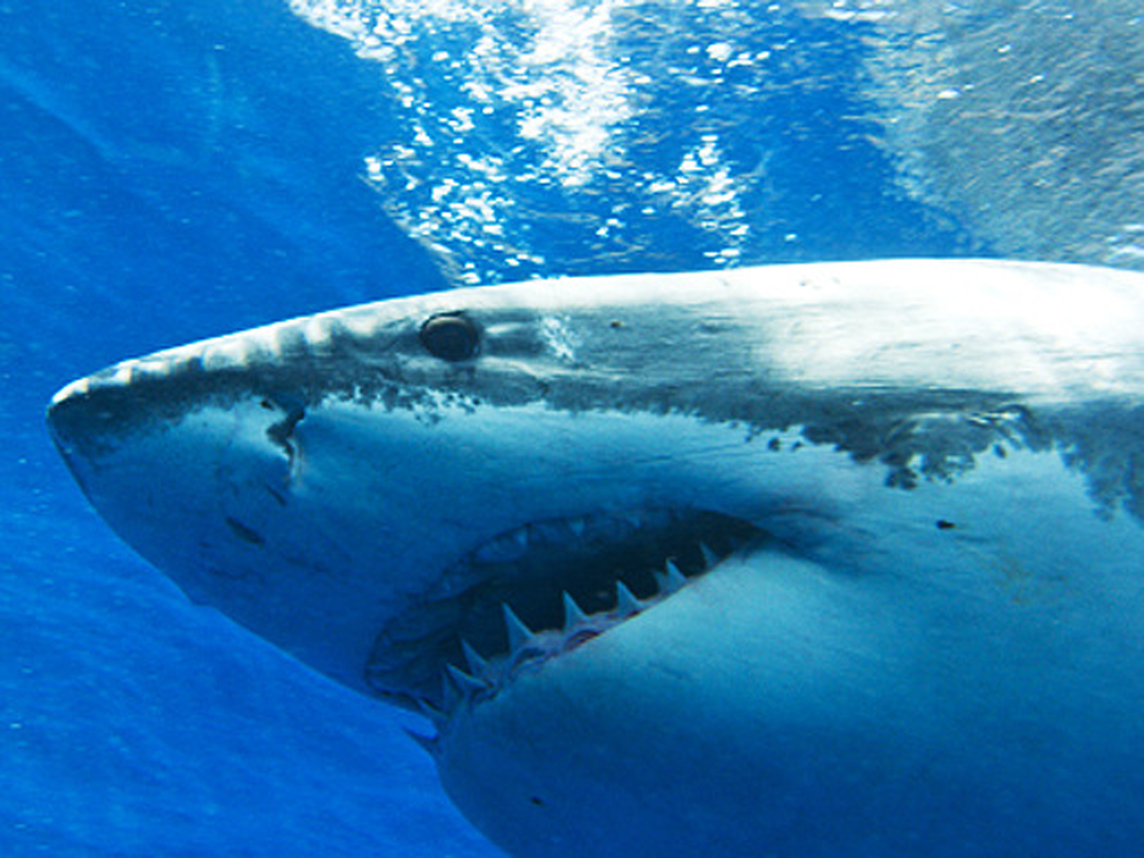 Shark blood antibodies may hold potential treatment for breast cancer