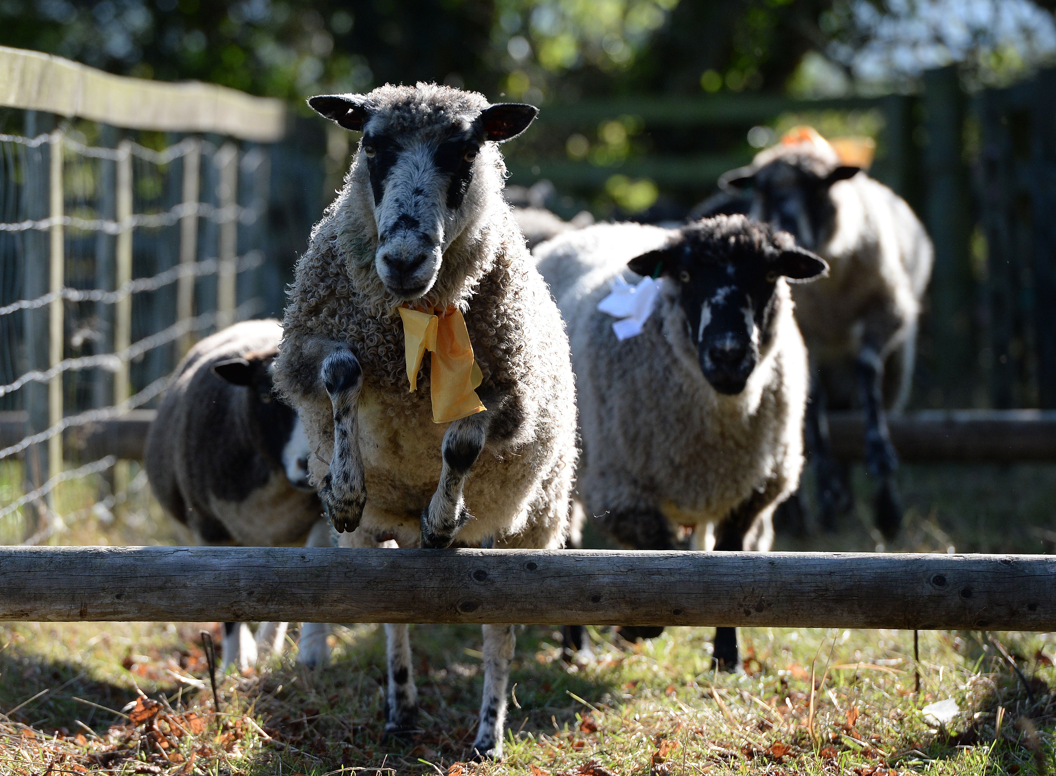 Bleating The Competition At Uk Sheep Fair Cbs News