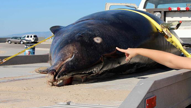 Rare &quot;saber-toothed&quot; whale washes up on Venice Beach - CBS News