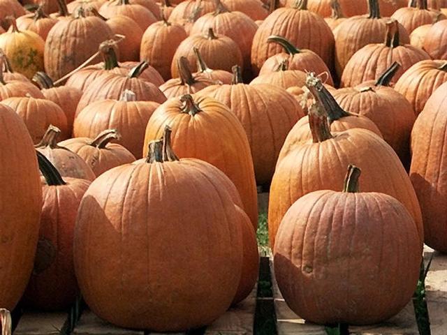 thief-returns-pa-boy-s-100-pound-pumpkin-cbs-news